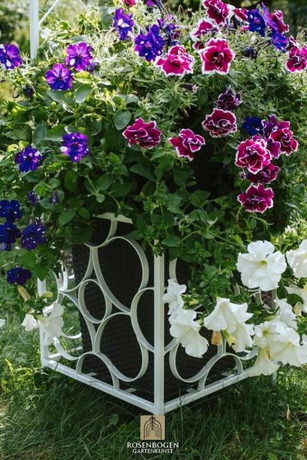 Rosenbogen SABINE