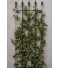 Rankgitter NIKLAS für Wand