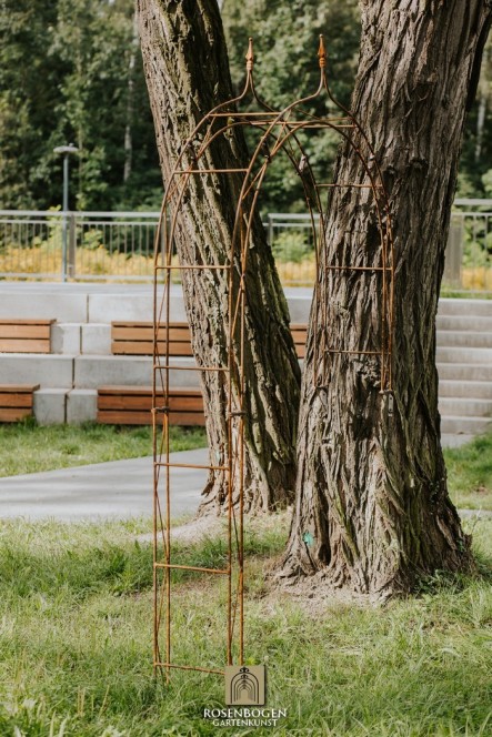 Wandrosenbogen HANNAH