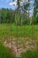 Pavillon ALEX 4-Ecking 200 x 200 cm